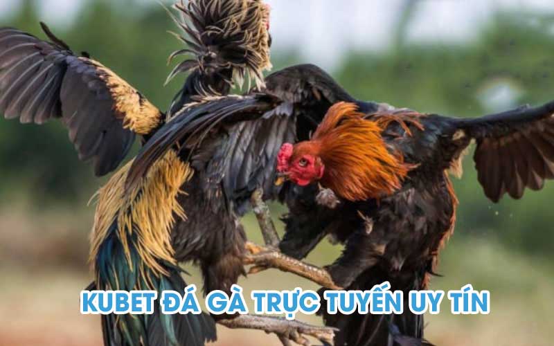 Đá gà Kubet88 là trò chơi đá gà truyền thống được tối ưu thành trò chơi online